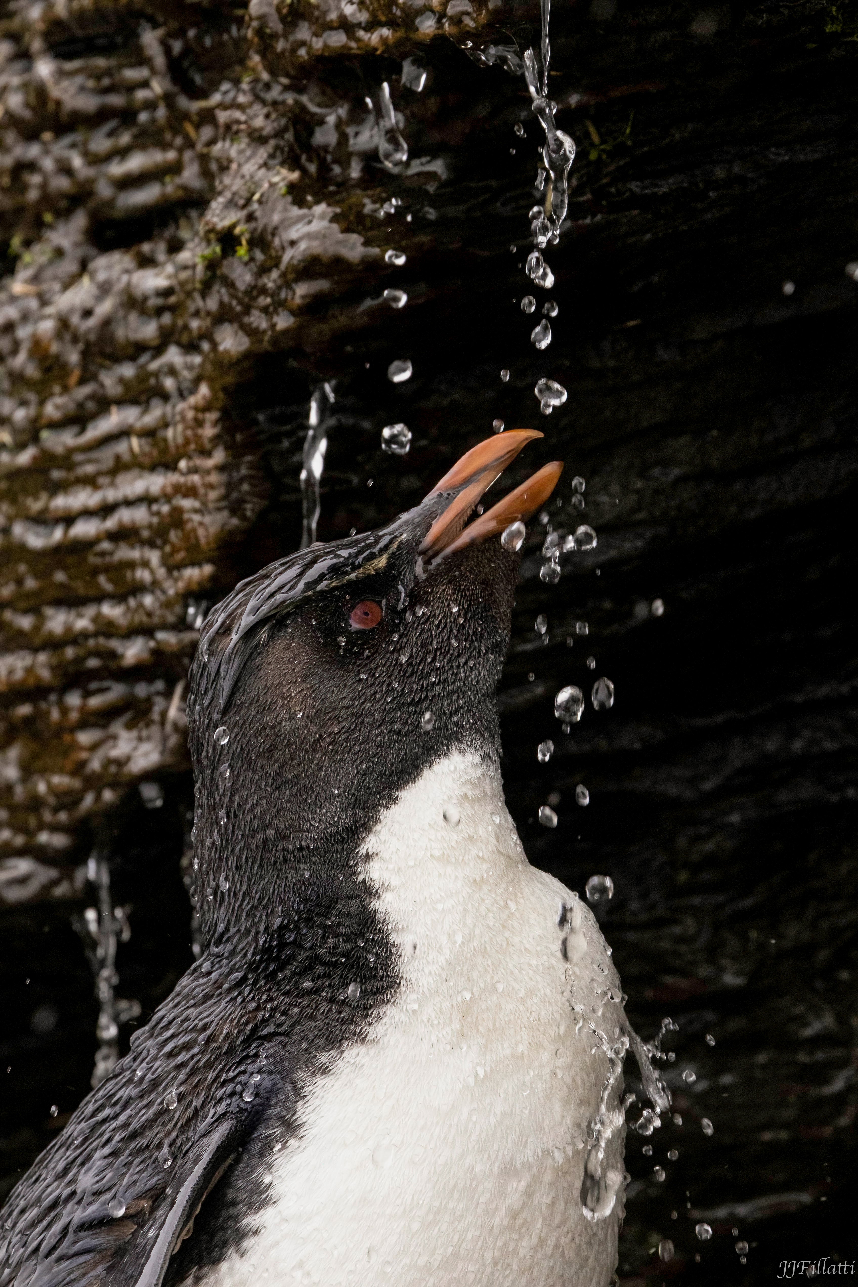 bird of the falklands image 40